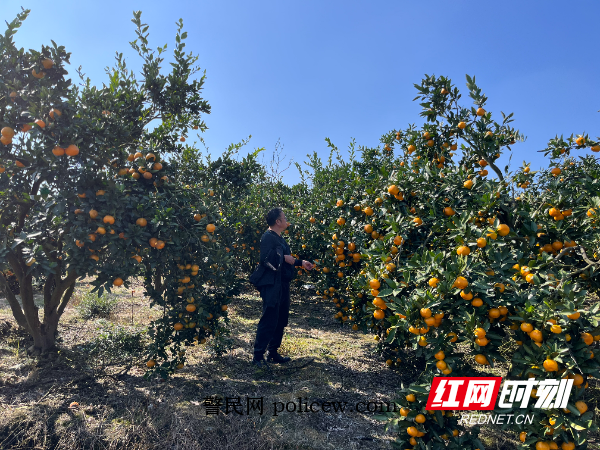 柑橘产业.jpg 柑橘产业.jpg
