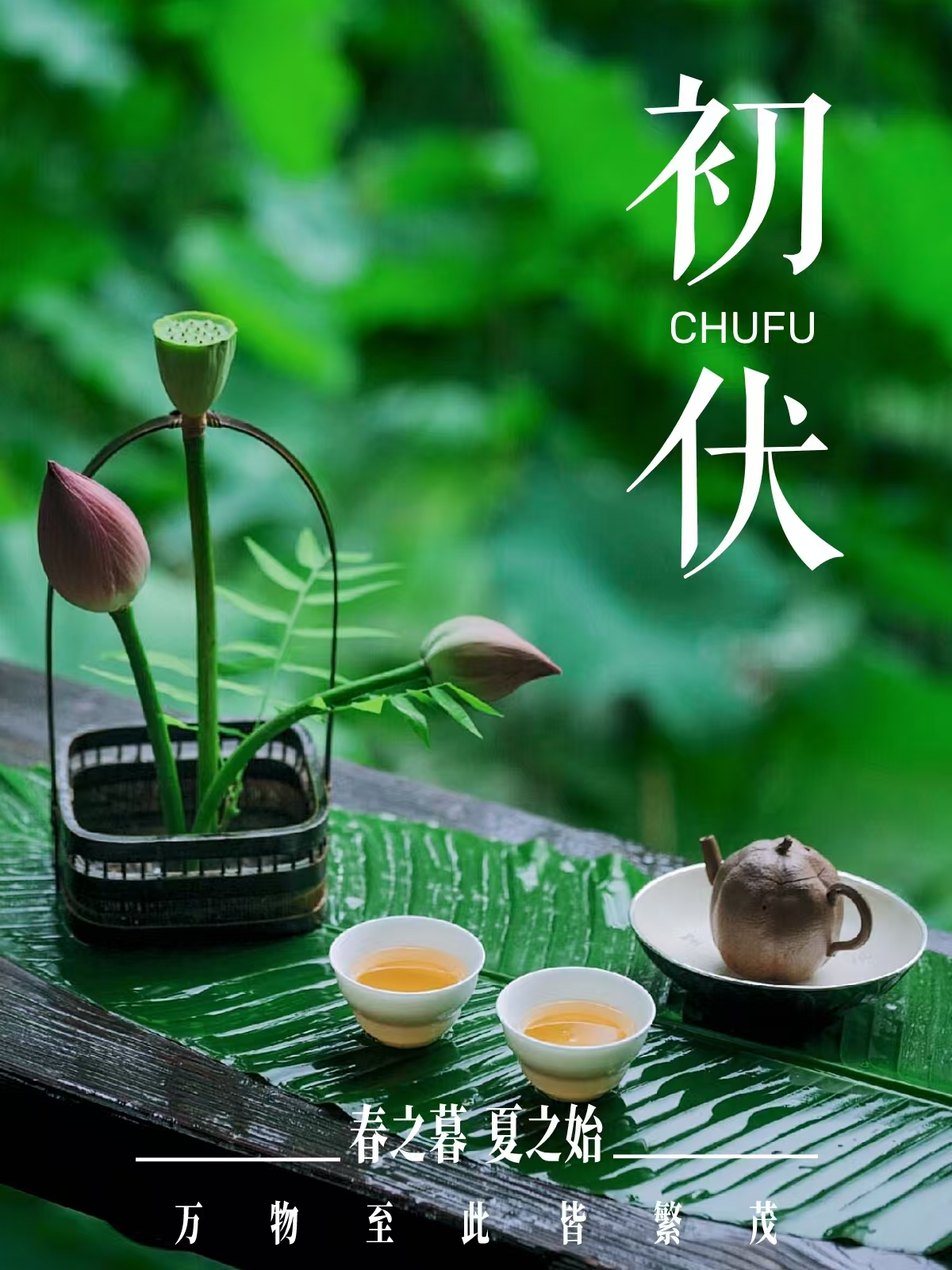 借一盏夏深  ——在万物蛰伏的序章里，修一颗从容心