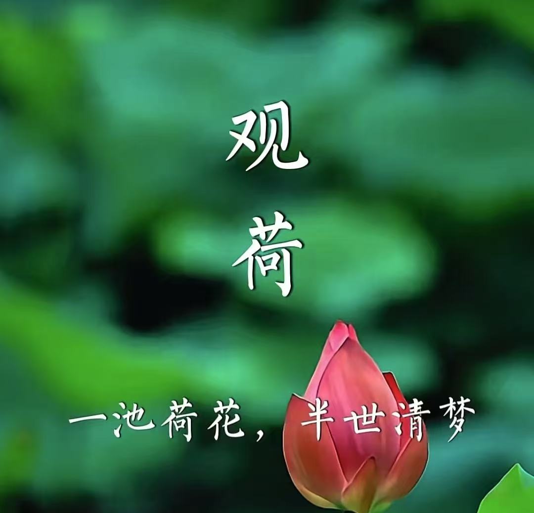 《青苔承雨秋意凉》    ——别夏辞