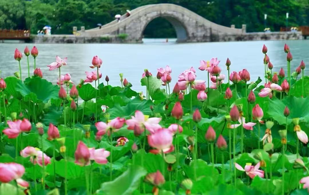 年嘉湖上·荷风煮雨